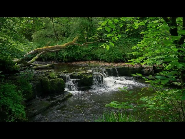 Relaxing Waterfall & Nature Sounds for Sleep and Meditation | 1 Hour