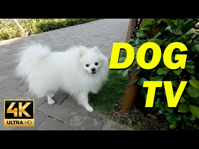 [NO ADS] TV for Dogs 🐕Virtual Dog Walk with Music for Dogs  - Dog Walking TV 4k UHD