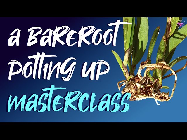 How to safely pot up BARE ROOT ORCHIDS Inorganic & Organic media tips | Bare Root orchid after care