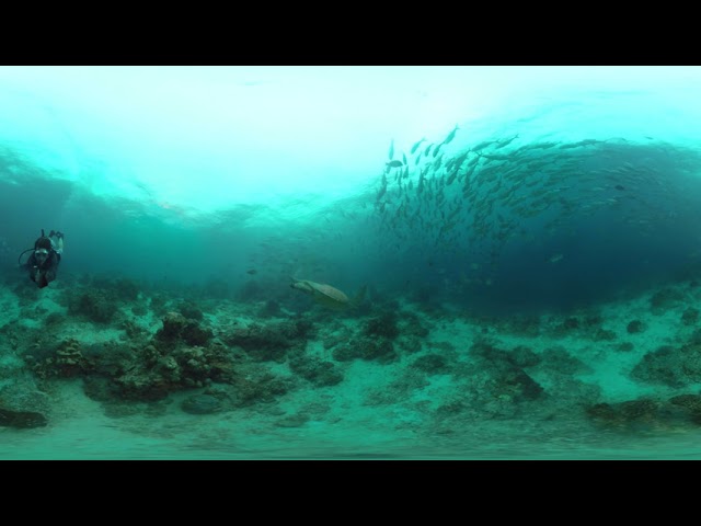 Shooting 360-Degree Underwater Video: Example 1