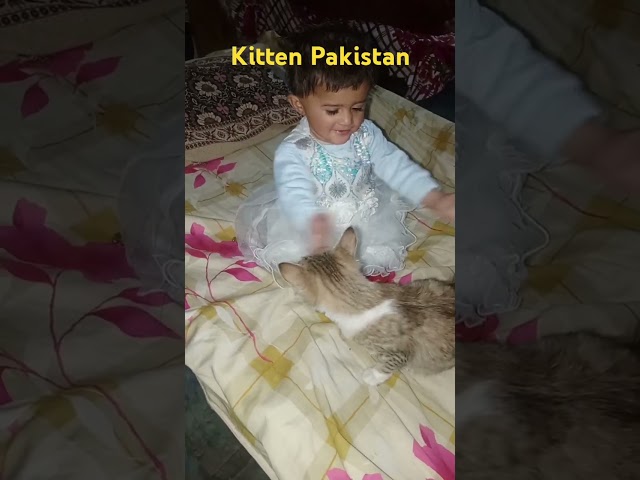 Ai cat video, kitten cat video, baby cat faiting, billi carton #kitten #cat #billionaire, funny cat