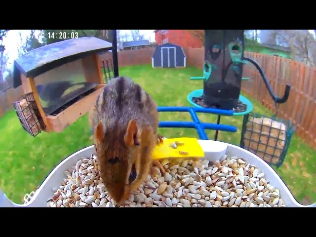 Smart Bird Feeder Ontario, Canada Compilation April 27, 2024