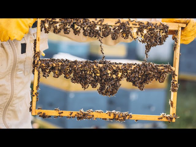 Rear Mated Queens With A Queenright Colony