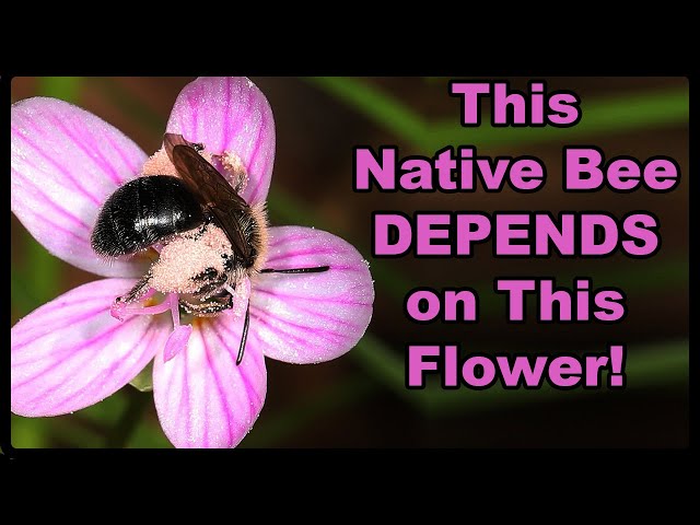 Discover an Edible Wildflower  Native Bees Depend On!