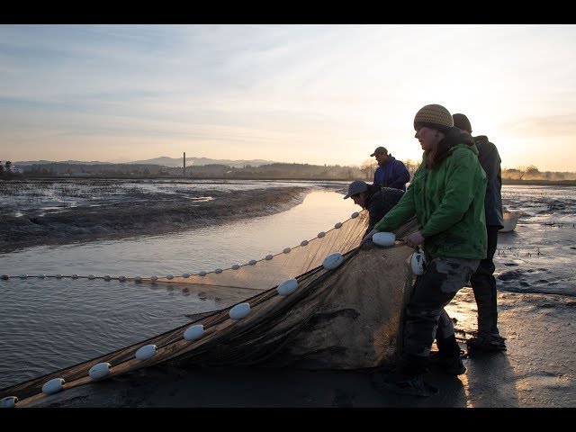 How the Stillaguamish Tribe is restoring estuary habitat for juvenile salmon