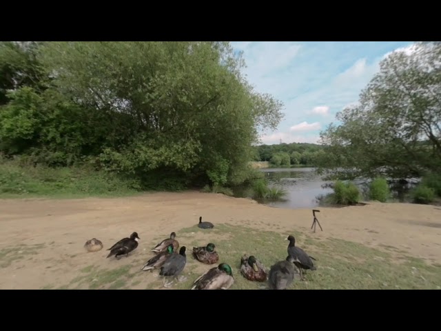 VR180° Sleepy ducks sunning it up at Elsecar, Barnsley