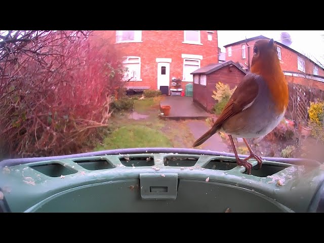 Robin Bird Feeding on Birdfy Feeder 2 | Close-Up Garden Moments