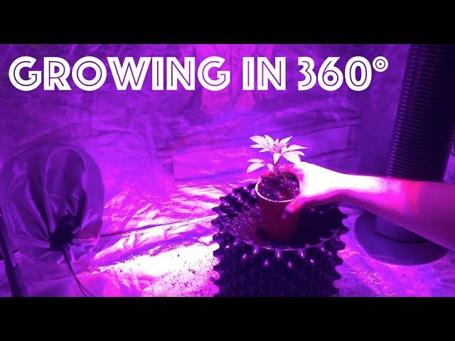 Growing Cannabis in 360° | Sunday Vibes, LST Autoflower Update, Transplanting Future Mother Plant