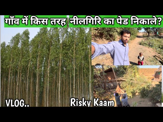 नीलगिरि का पेड किस तरह निकाले ? #rahulgamitvlogs#kumkuva#songadh#vyara#tapi#doswada#vlog#gamit#gj