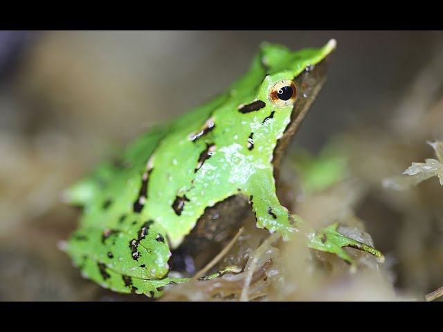 A Leap of Hope | Rescuing Darwin’s Frogs from Extinction