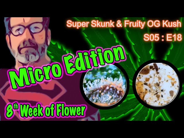 S05 E18 Super Skunk / Fruity OG Kush Organic Cannabis Grow – Week 8 of Flower & Time to Harvest?