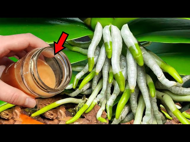 Orchid Miracle! Grow Roots & Blooms Like Crazy with DIY Fertilizer