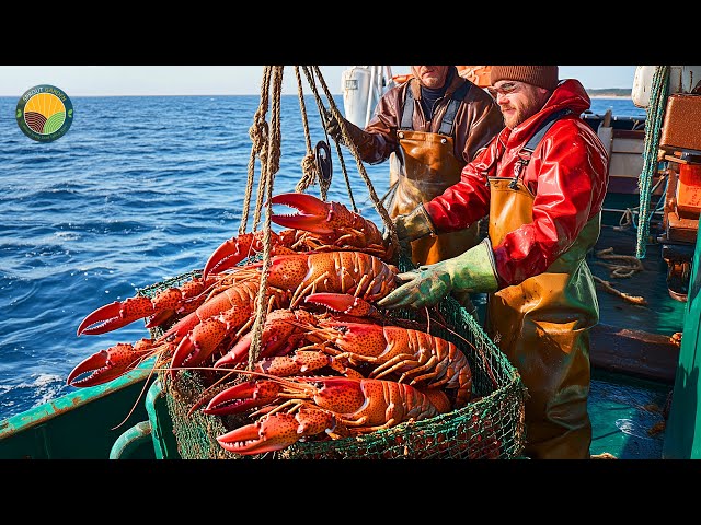 How Farmers Raise Lobsters on Floating Farms: Catching Tons of Lobsters | Farming Documentary