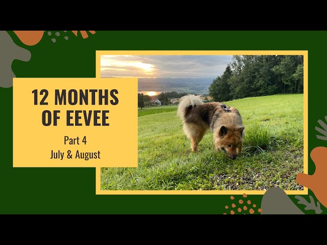 🐾 12 M of Eevee - Part 4: July & August 🐾