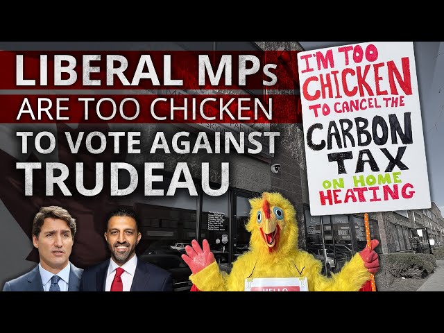 Trudeau's Liberals are chickens