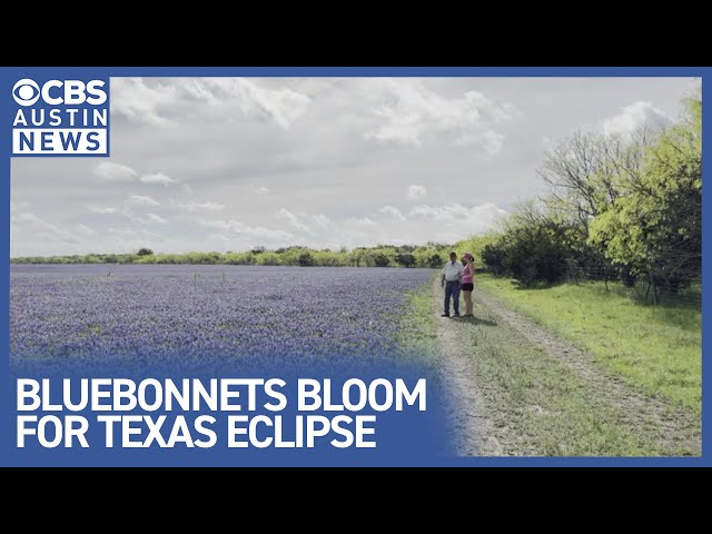 Bluebonnet superbloom in Texas just in time for the eclipse