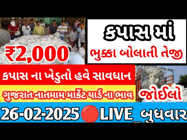 kapas na bhav | 03-02-2025 | કપાસના ભાવ:2025 | Information about cotton crop price | Commodity Trend