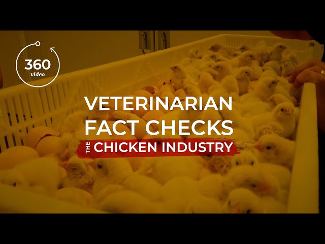 Live-Shackle Slaughter: What The Chicken Industry Doesn't Want You To See ❘ The Humane League