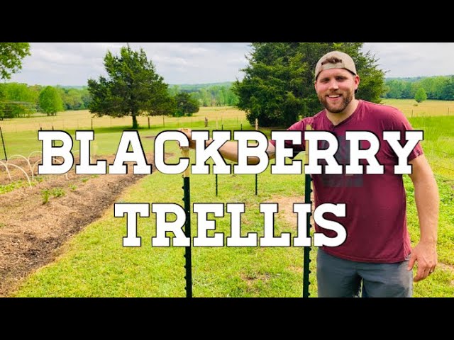 💥 DIRT CHEAP Blackberry Trellis Using T-Posts 💰