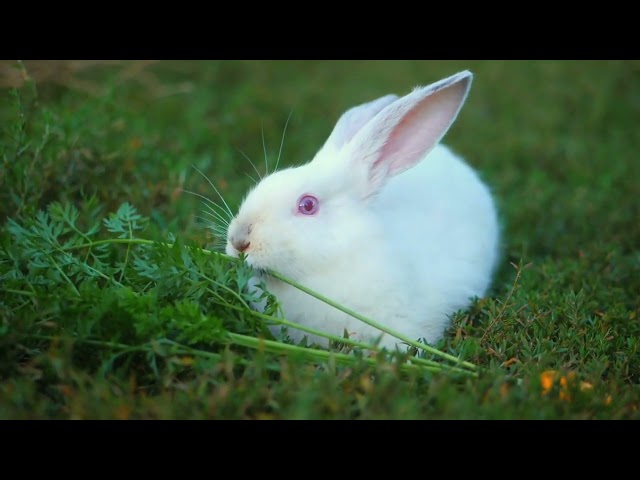 No copyright rabbit video | Stock footage | Copyright free videos for YouTube | Royalty free