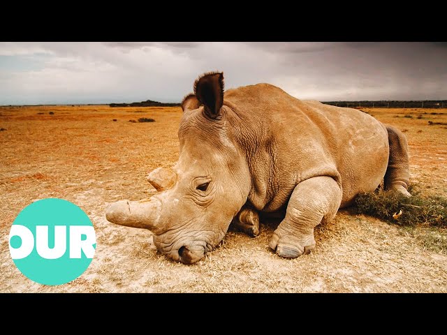 This Is The ONLY Northern White Rhino Left On Earth | Extraordinary Animals | Our World