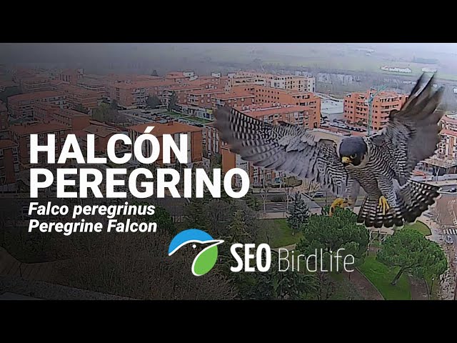 HALCÓN PEREGRINO ·🔴DIRECTO · Zamora, Castilla y León, España || 🔴LIVE Peregrine Falcon, Spain.