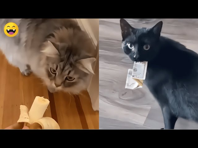 Hilarious Funny Cats Videos Compilation – You Can’t Stop Laughing! #cat #pets #animals