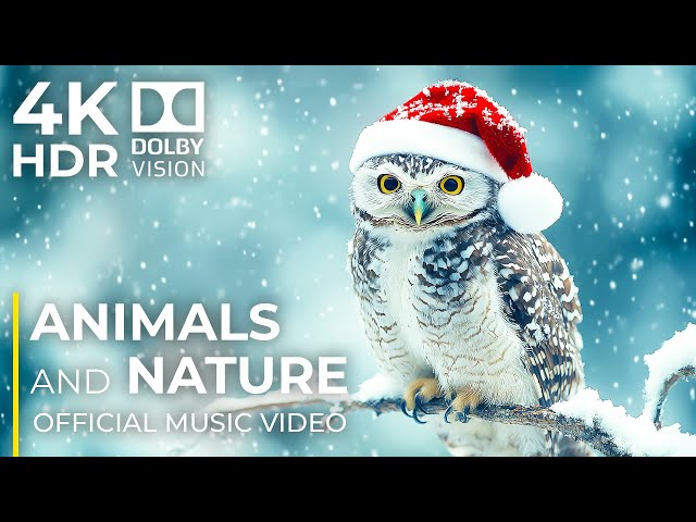 ANIMALS ADVENTURE with Fresh Cinematic Christmas Music | 12K UHD WORLD (Official Music Video)