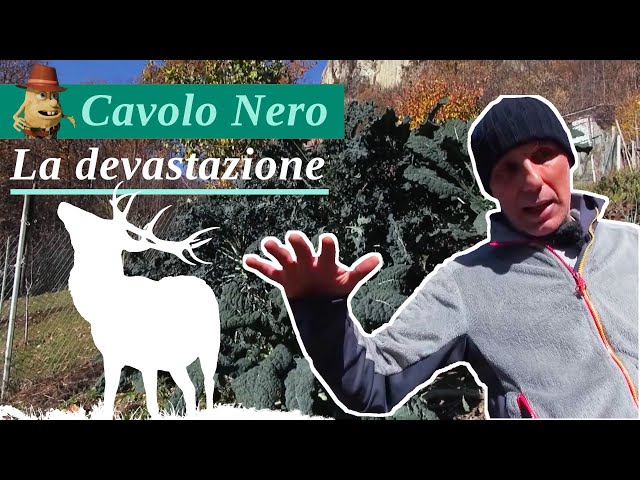 La devastazione del Cavolo Nero - Danni all'orto