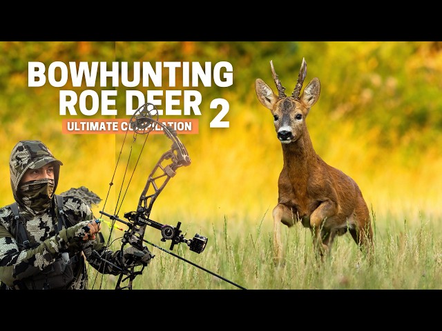 Bow Hunting Compilation Roe Deer | Part 2: Hunting bucks during the rut 10+ shots 😲