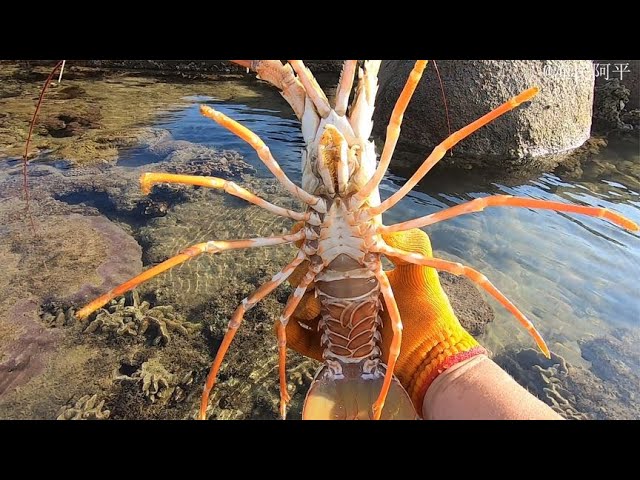 大海退潮以后，海边有好多海货都被搁浅了，#fishing #fish #seafood