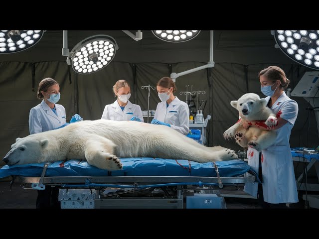 A story about a polar bear who repays a human for saving his life