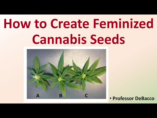 How to Create Feminized Cannabis Seeds