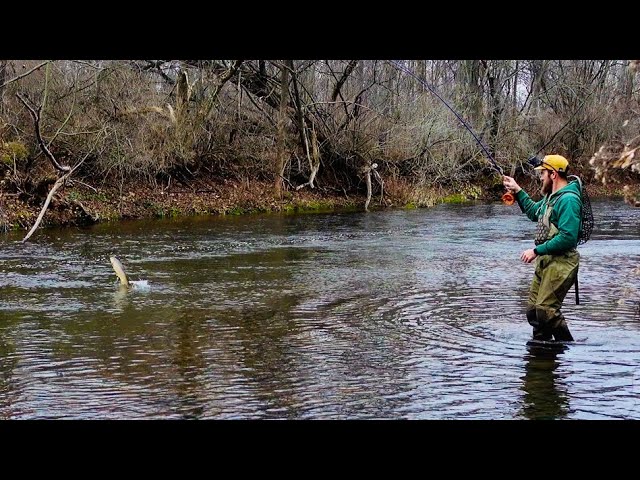 Fly fishing for lake run Brown trout