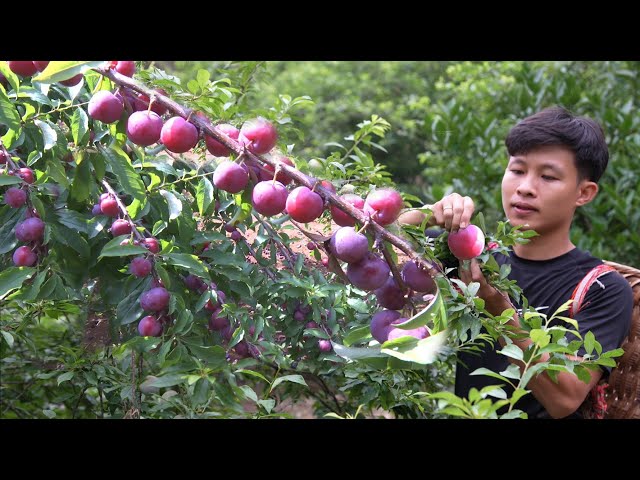 Harvest plums fruit to market sell, gardening, care vegetables, Living off grid in forest