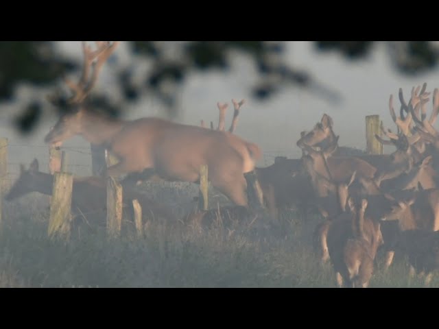 Zwischen Nord- und Ostsee - eine Tierwelt voller Geheimnisse (Trailer)