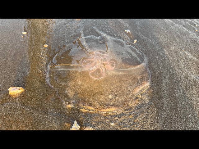 Is this jellyfish an alien? ￼￼