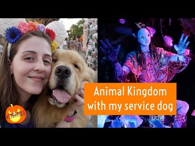 service dog mitigates blood pressure blackout @ Disney (ft. TheDisabledHippie)