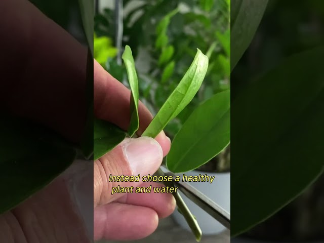 How to Propagation Tip to Get Your Cuttings to Thrive