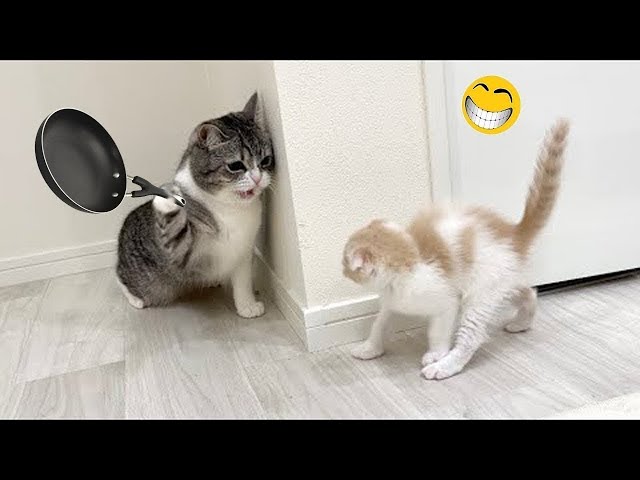 Sweet Adorable Kittens in Action"😺🐈🐾#shorts#CatsOfYouTube#CuteCats#FunnyCats# CatCompilation#CatAnt4