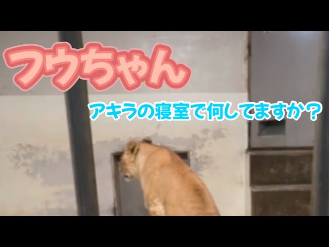 【釧路市動物園フウ】野外で遊んで、咆哮して、お肉たくさん食べ、お隣さんの寝室で…