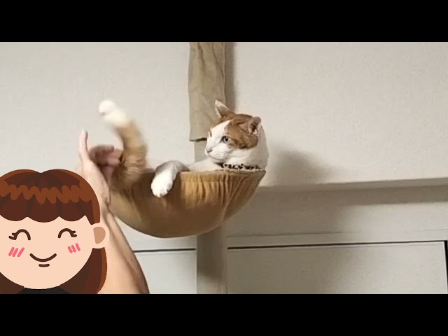 トム＆メンバー専用動画🤗😸No8😸🤗Tom & Members Exclusive Video