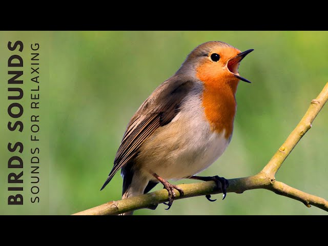 Birds Singing and Chirping - Beautiful Bird Sounds and Bird Song, Most Amazing Birds of the Nature