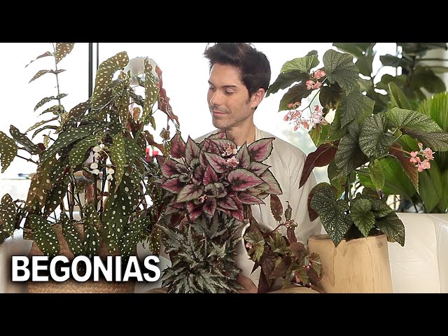 ¡Cómo CUIDAR tus BEGONIAS!  ¿Por qué son tan delicadas😱? Te lo explico y te enseño las mías 😜