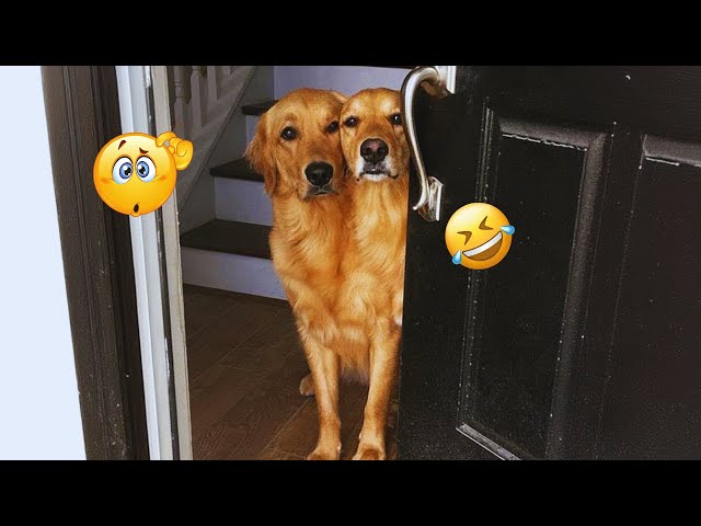 I dare you not to LAUGH at these FUNNY DOGS 😁🦮 - Best Funny Animals Videos 2024 & 2025#25