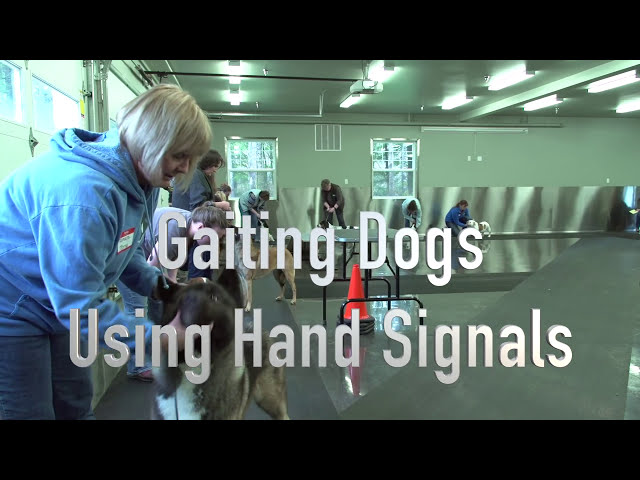 Gaiting your dogs using hand signals - with Eric Salas