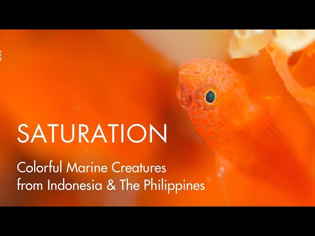 SATURATION - Colorful Marine Creatures from Indonesia & The Philippines