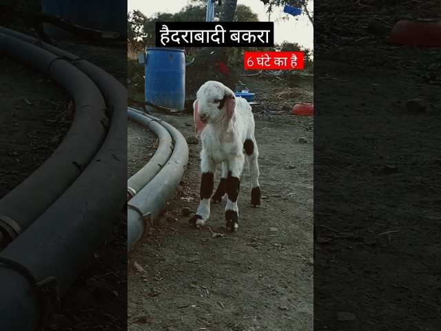 Bakra Ki Awaaz In Farm | Goat Sounds |#goat#bakrikiawaaz#goatfarming#trending #business #shorts #yt