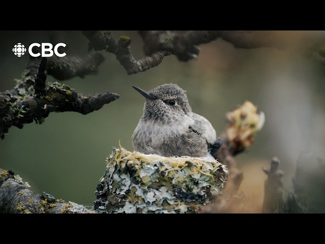 He created a hummingbird paradise in his backyard