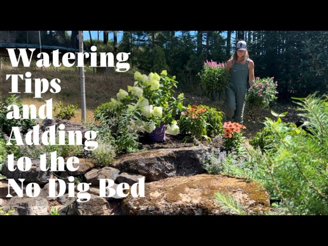 Watering Tips and Adding Veronica and a Hydrangea to the New No Dig Bed